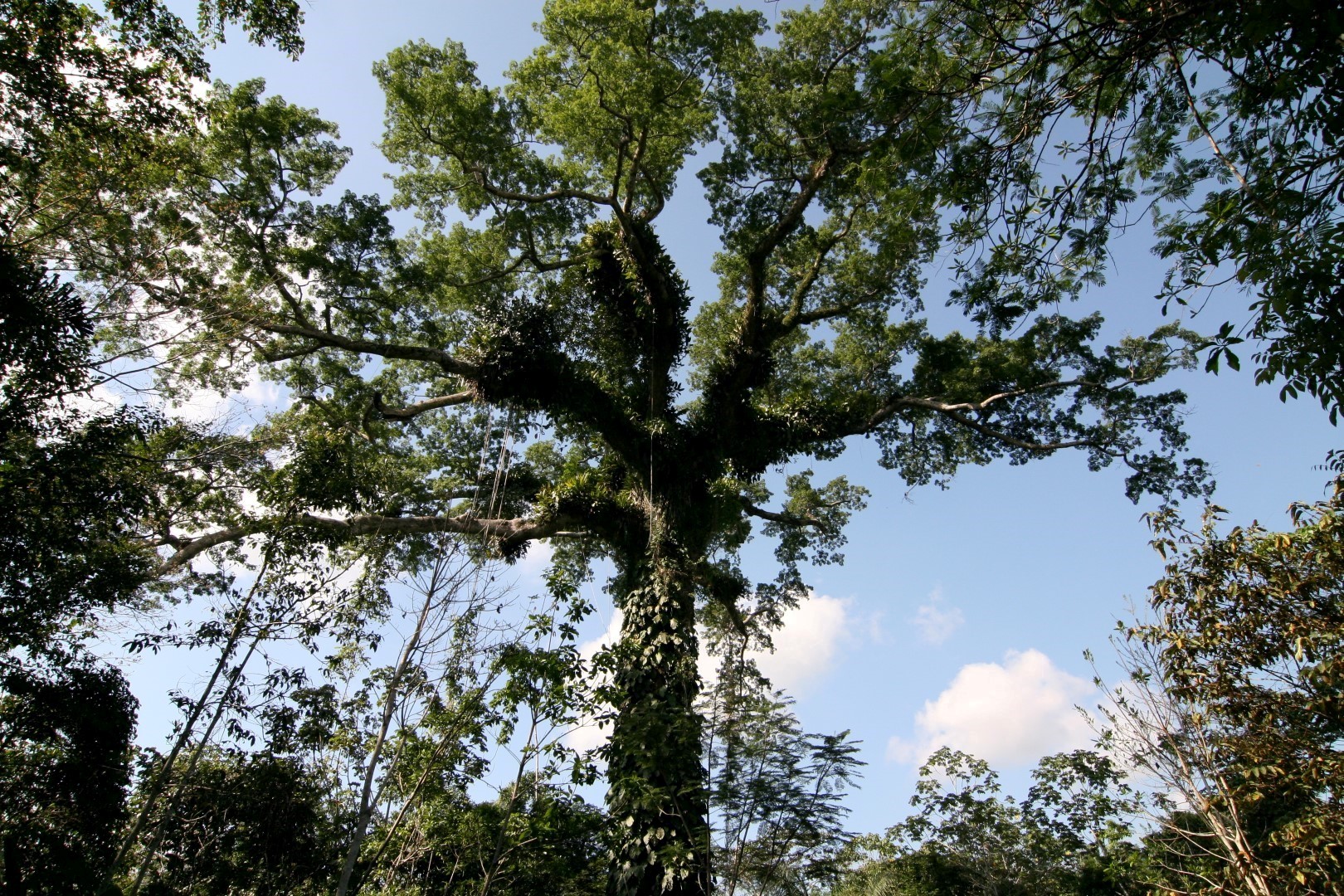 Ceiba Tops