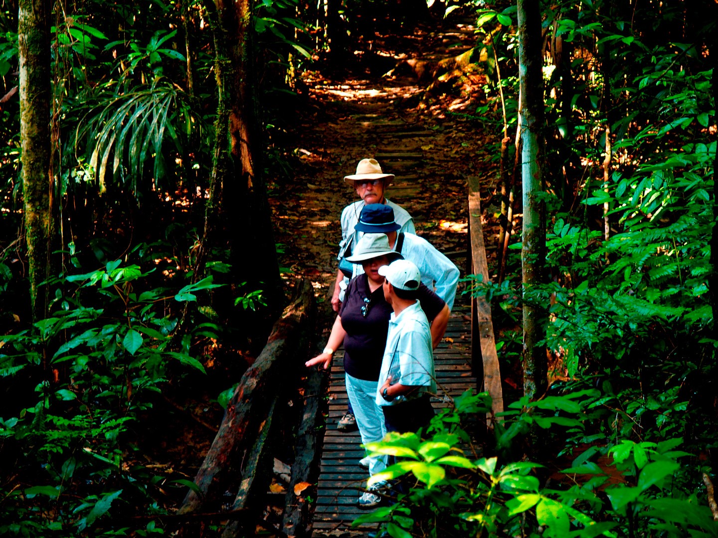 Ceiba Tops