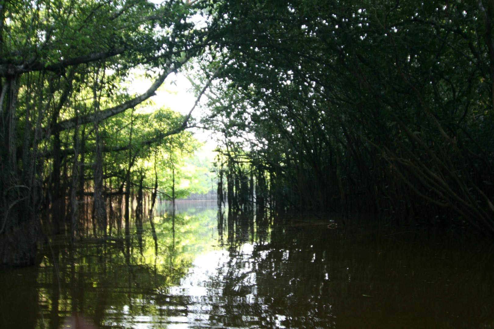 Ceiba Tops